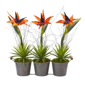 14" Bird of Paradise and Succulent Artificial Arrangement in Trio Metal Planter