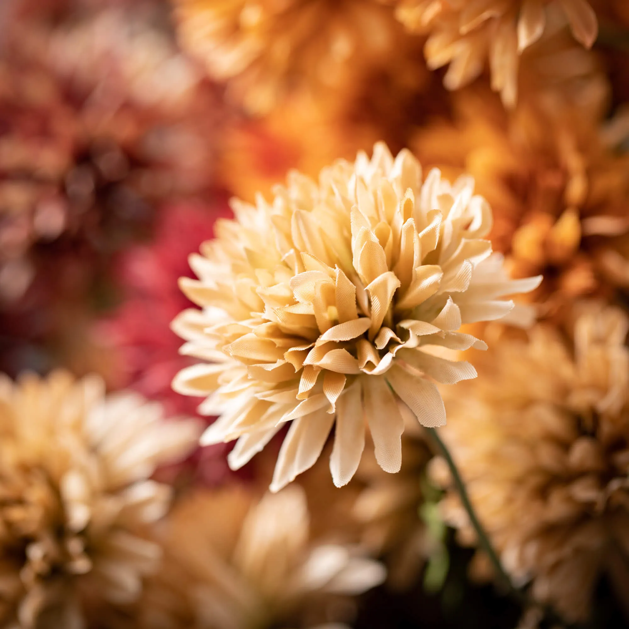 19.75"H Sullivans Straw Flower Bush - Set of 3, Multicolored