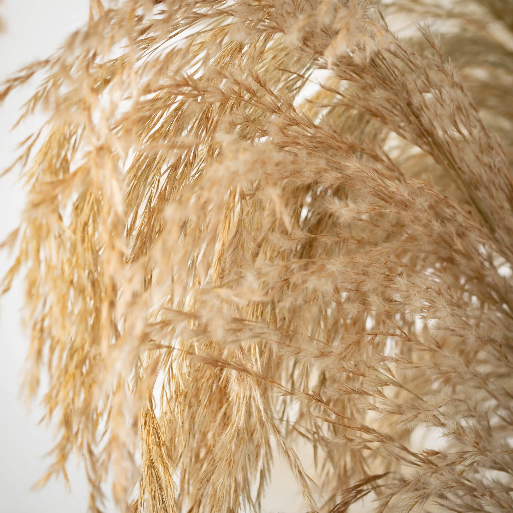 6'4"H Sullivans Towering Potted Plume Grass, Multicolored