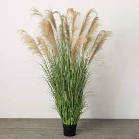 6'4"H Sullivans Towering Potted Plume Grass, Multicolored