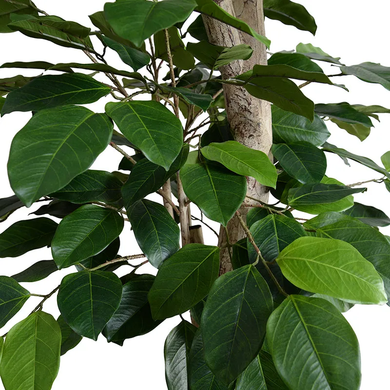 Banyan Tree w/Natural Trunk 9'
