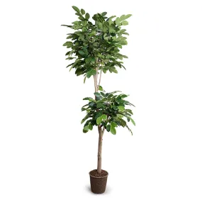 Banyan Tree w/Natural Trunk 9'