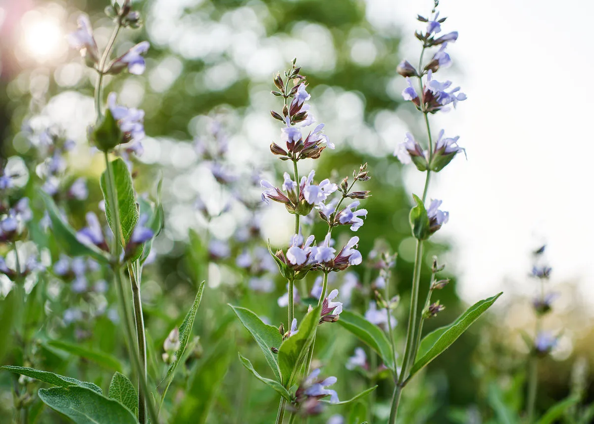 Broadleaf Sage - Sage Seeds
