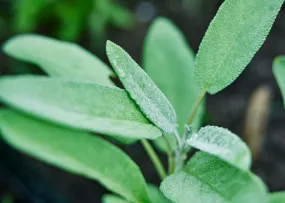 Broadleaf Sage - Sage Seeds