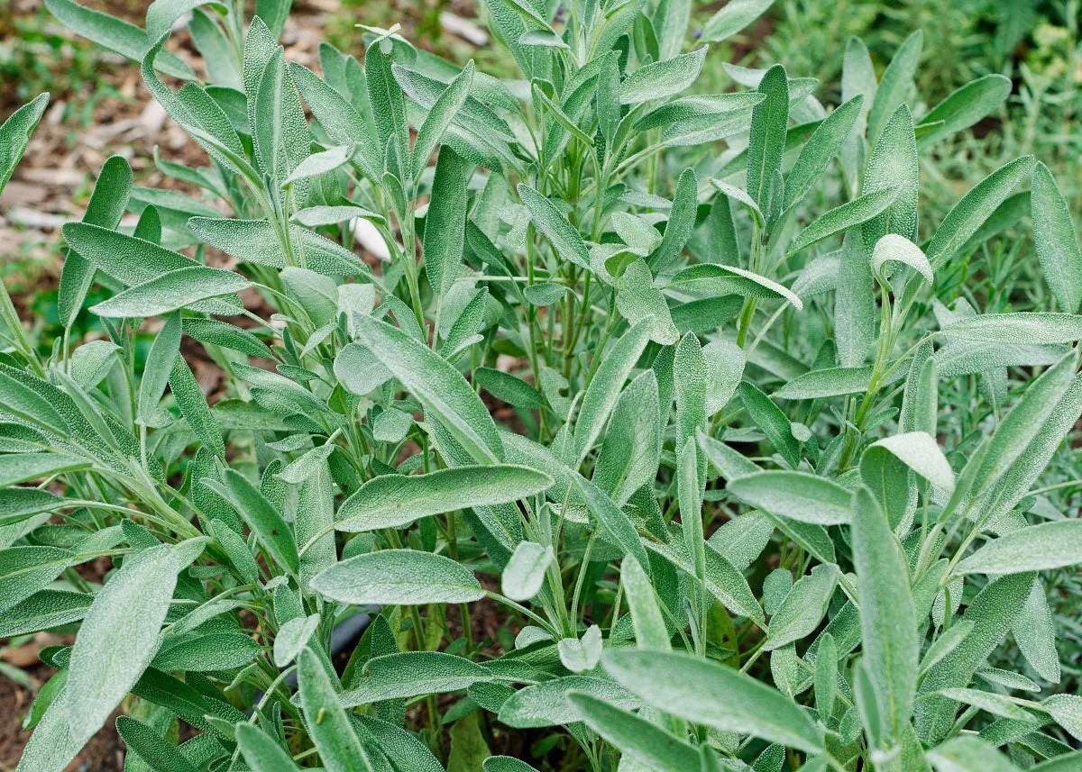 Broadleaf Sage - Sage Seeds