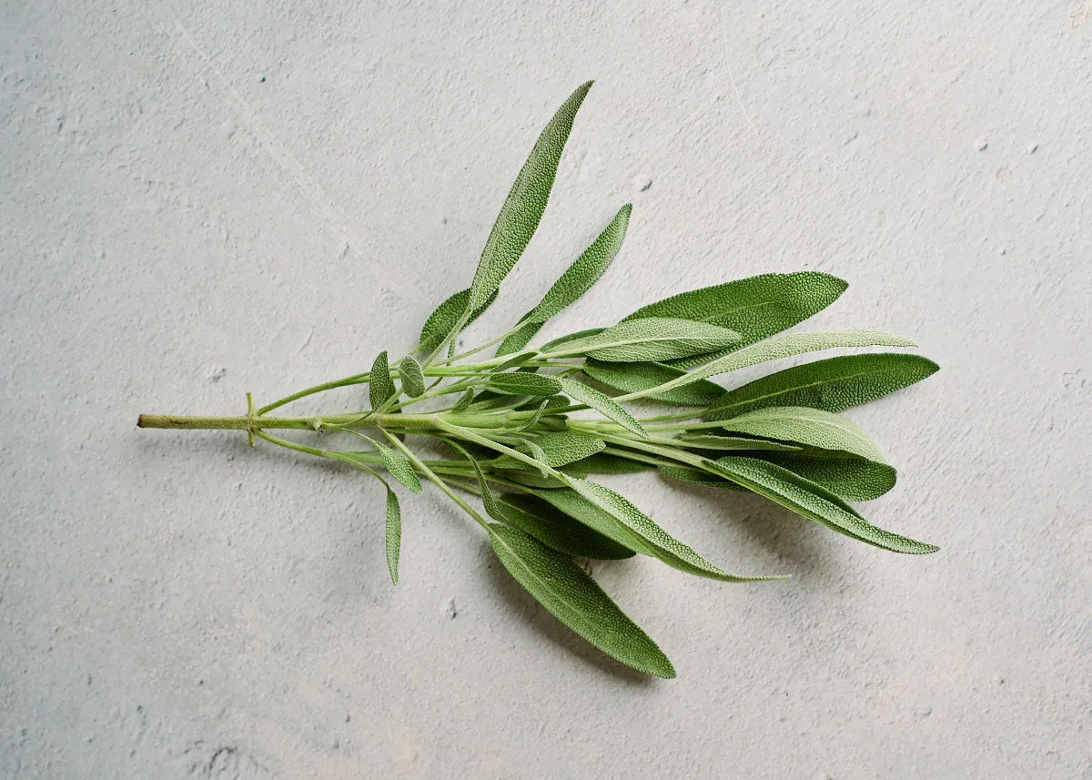 Broadleaf Sage - Sage Seeds