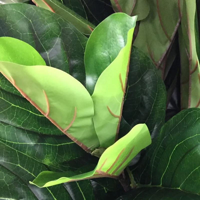Fiddle Leaf Fig Tree 10'