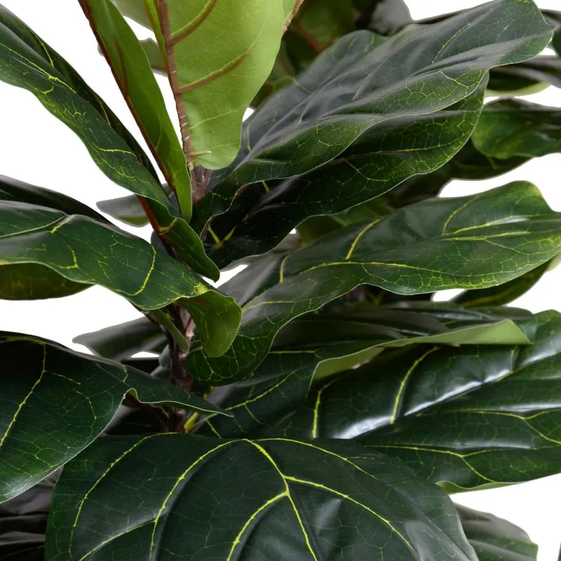 Fiddle Leaf Fig Tree 10'