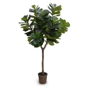Fiddle Leaf Fig Tree 10'