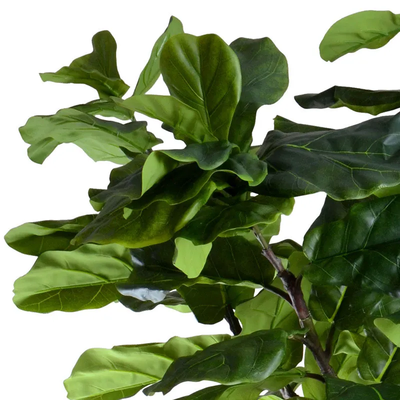 Fiddle Leaf Fig Tree 10'