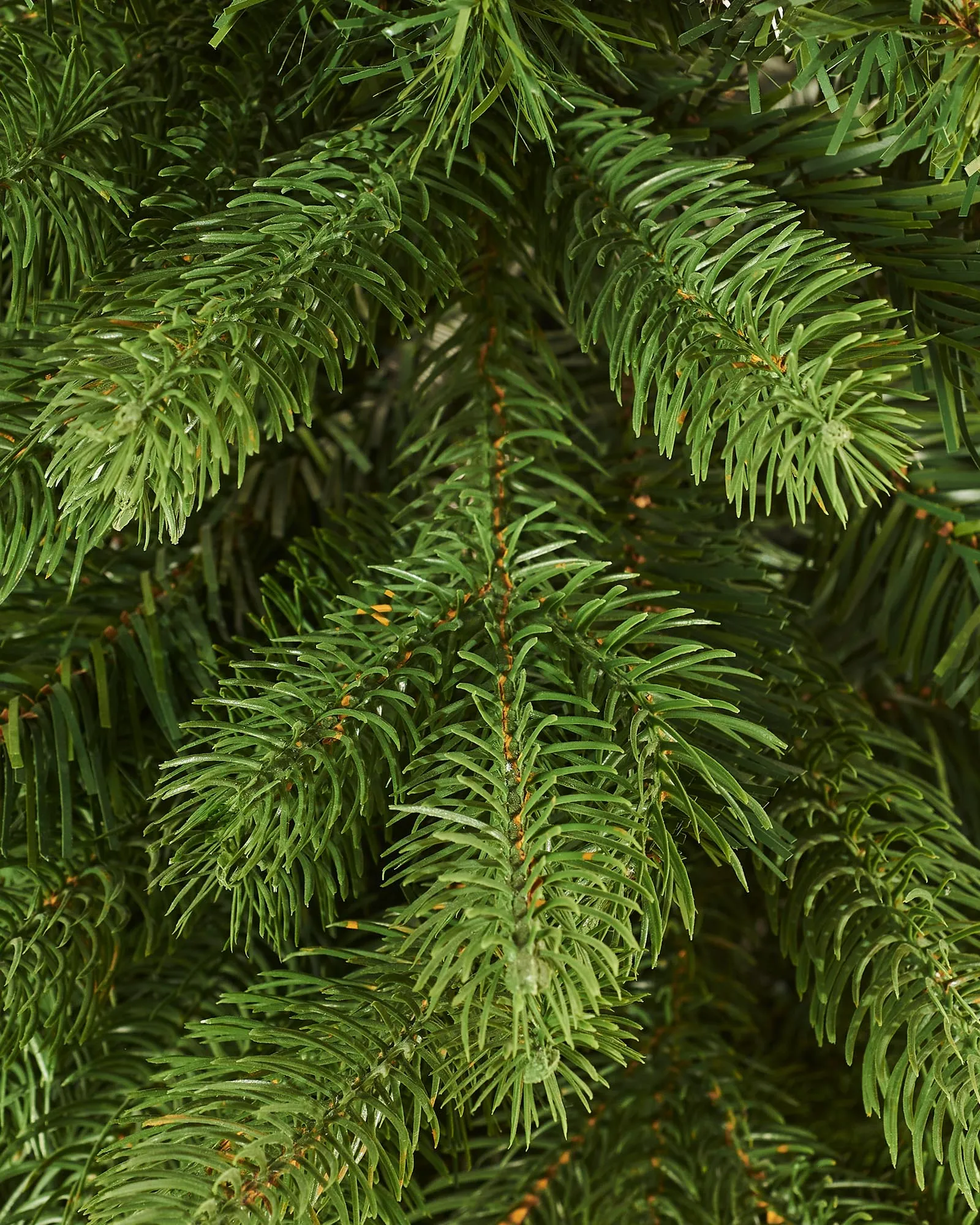 Mixed Pine Traditional Potted Christmas Tree, 3 ft