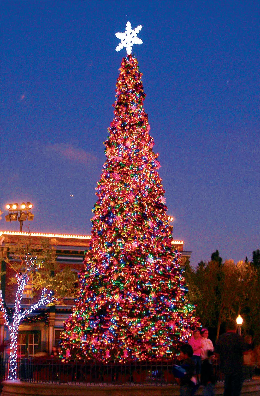 Olympia Pine Tower Tree