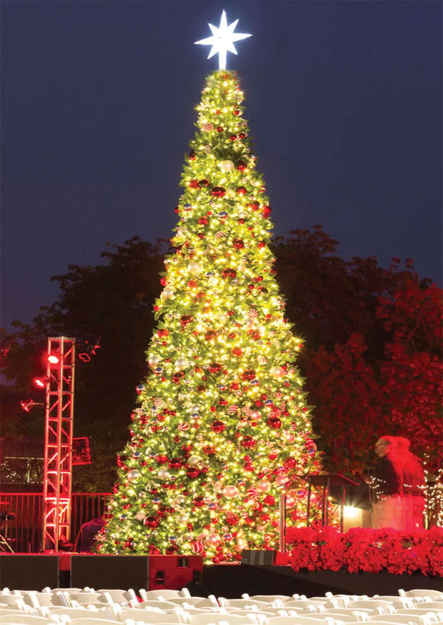 Olympia Pine Tower Tree